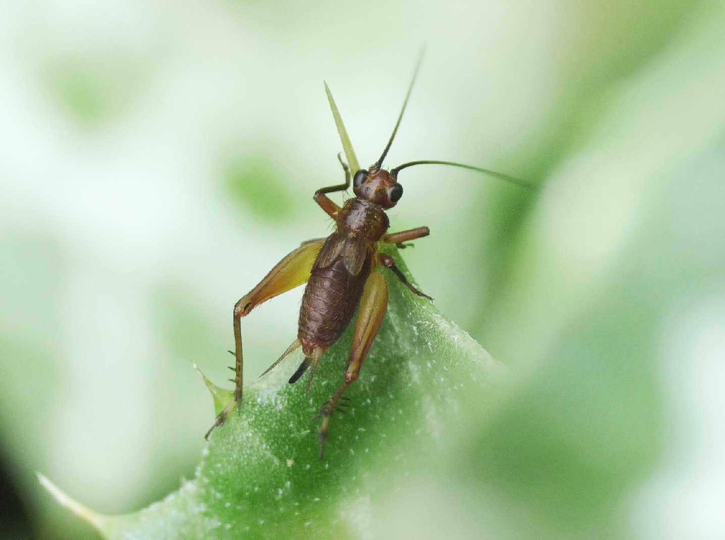 Trigonidium cicindeloides (ninfa)